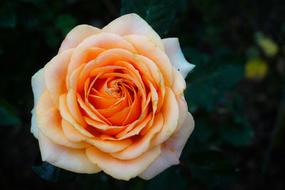 Close-up of rose flower