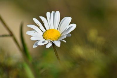 Close-up of white flower blooming outdoors