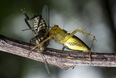 Close-up of insect. yellow spider eating