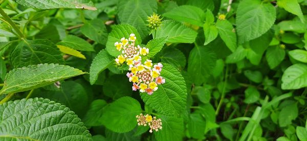 Close-up of flowering plant