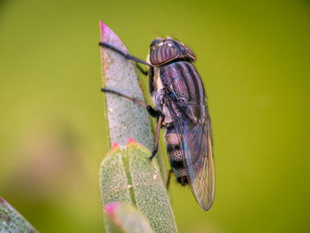 Close-up of fly on leaf