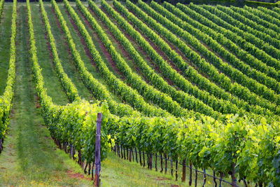 Scenic view of vineyard