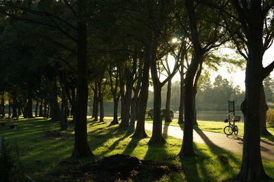 Trees in park