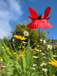 Close-up of red flowering plant in field