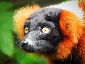 Close-up portrait of a cat