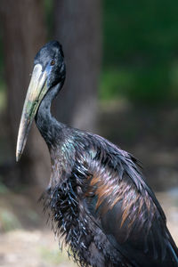 Close-up of a bird