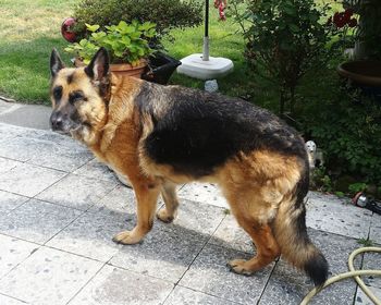 Dog standing on footpath by plants