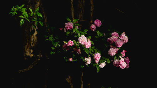 Close-up of pink flowers against black background