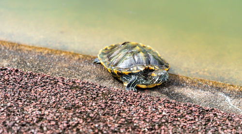 Close-up of shell on sand