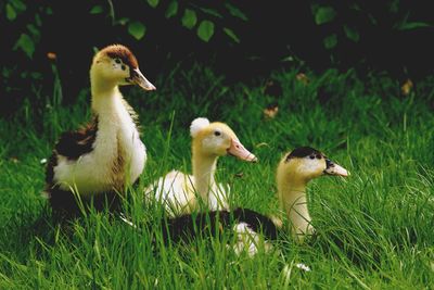 Ducks on grassy field during sunny day
