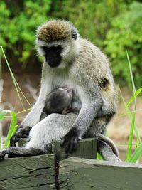 Closeup of a female of vervet monkey feeding her cub