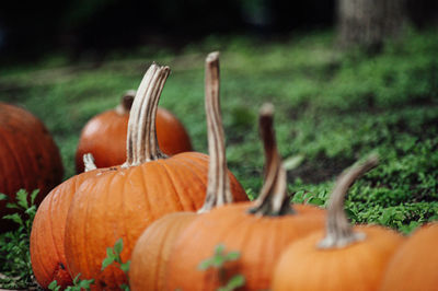 Close-up of pumpkin on field during autumn