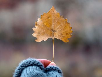 Close-up of person holding dry maple leaf during winter
