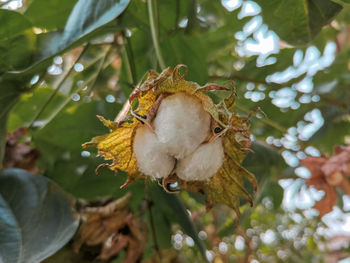Close-up of apple on plant