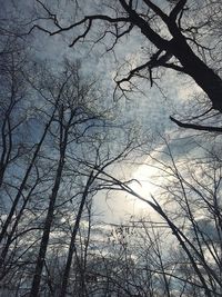 Low angle view of bare trees in forest