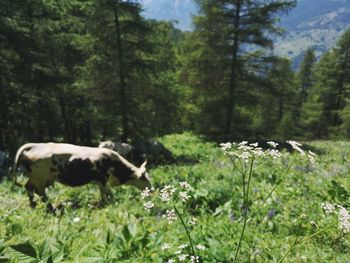 Cows in a field