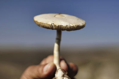 Close-up of hand holding mushroom