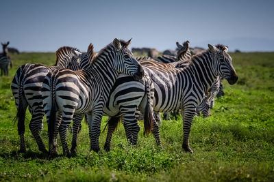 Zebras in a field