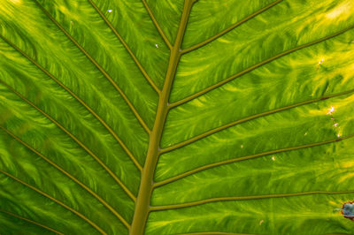 Full frame shot of palm tree leaves