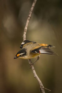 Close-up of bird perching on twig