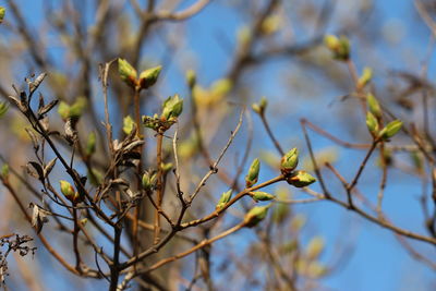 Low angle view of flowering plant