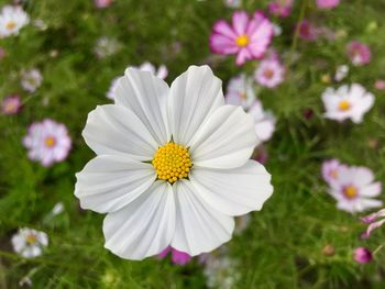 Close-up of white plant