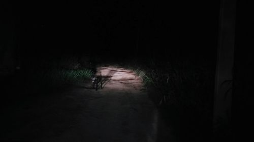 Dog walking on road at night