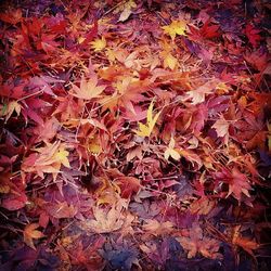 Full frame shot of maple leaves