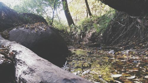 Close-up of tree in forest