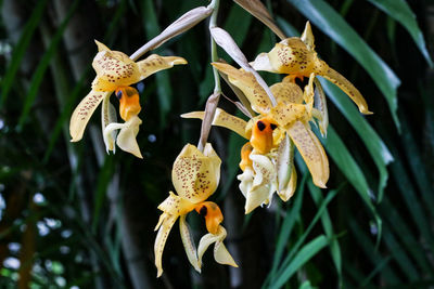 Close-up of yellow flowers blooming outdoors