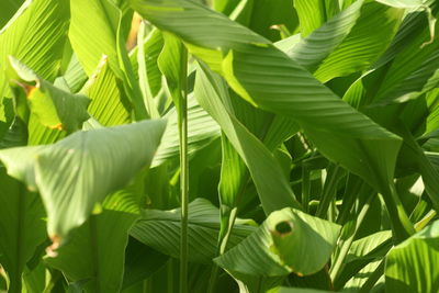 Close-up of fresh green leaves on plant