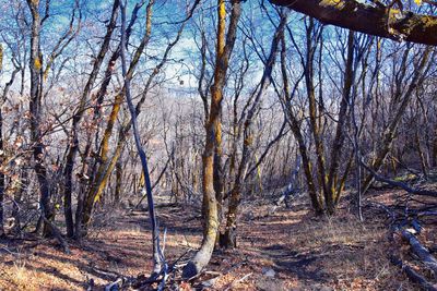 Trees in forest