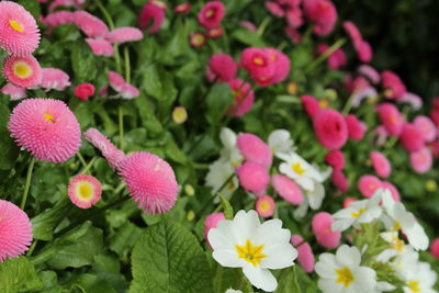 Close-up of pink flowers blooming outdoors