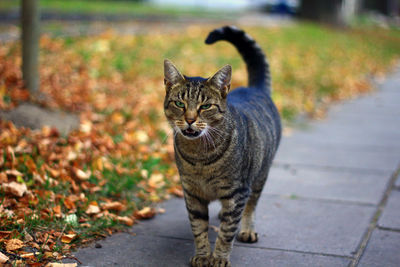 Portrait of cat walking outdoors