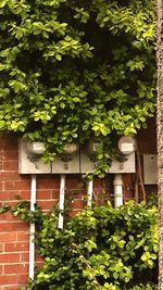 Ivy growing on wall
