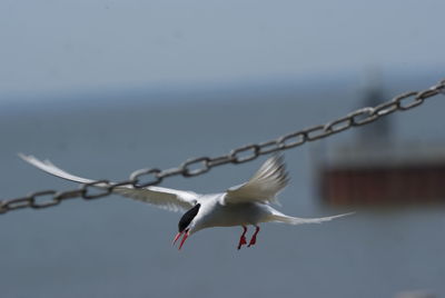 Seagulls flying in the sky