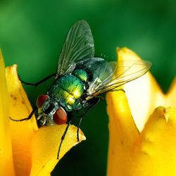 Close-up of insect on yellow flower