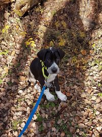 Portrait of dog by autumn leaves