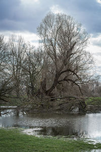 Bare tree by lake against sky