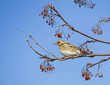 Rowan thrush, a bird with the latin name turdus pilaris on a branch of a rowan tree in winter 