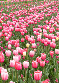 Close-up of pink tulips in field