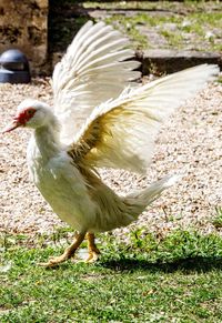 Close-up of bird