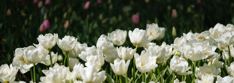 Close-up of white flowering plants