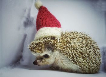 Close-up of hedgehog wearing knit hat