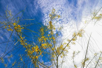 Low angle view of flowering plants against blue sky