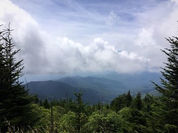 Scenic view of forest against sky