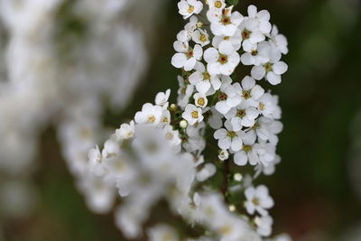 Close-up of white cherry blossom