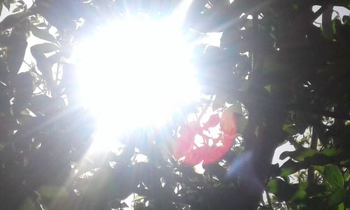 Low angle view of illuminated tree