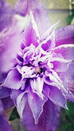 Close-up of purple flowers