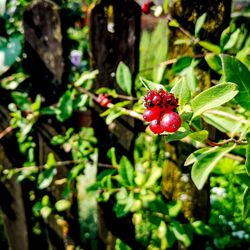 Close-up of red berries growing on plant